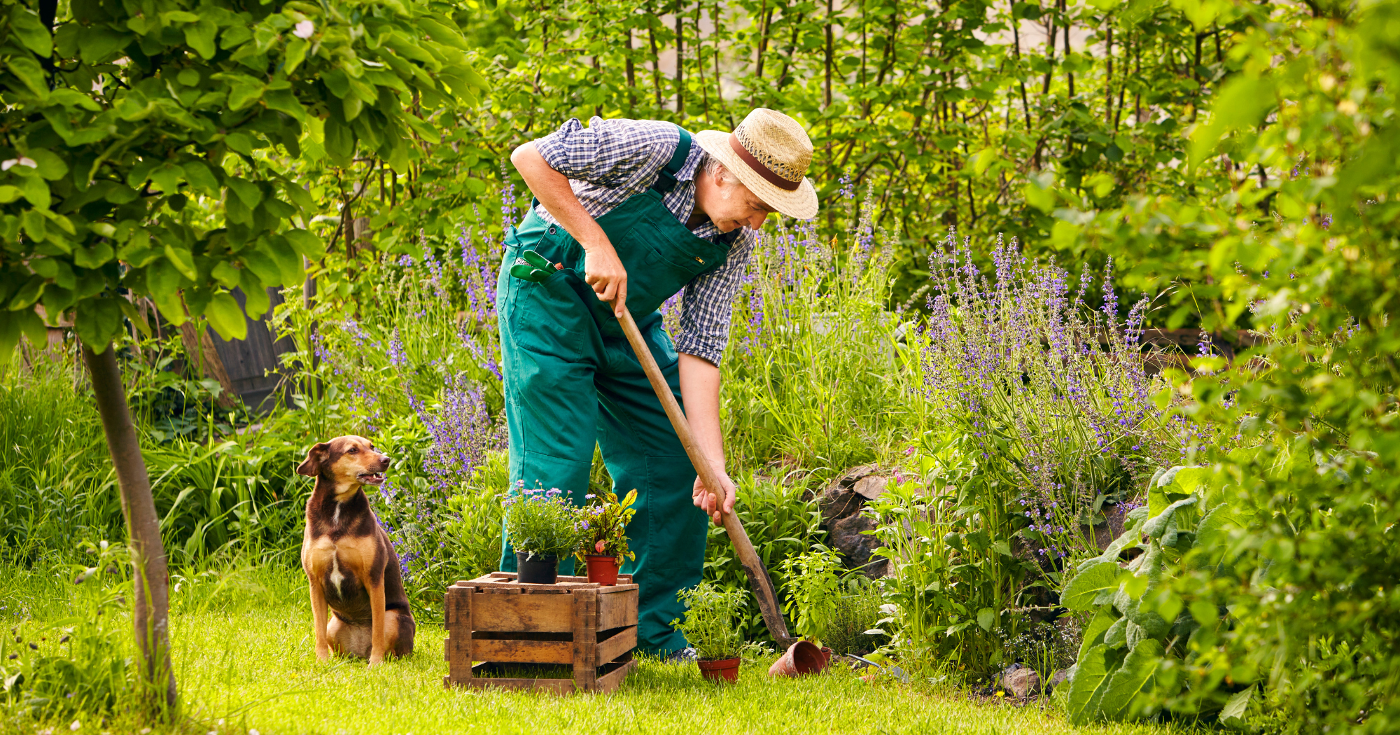 a person gardening